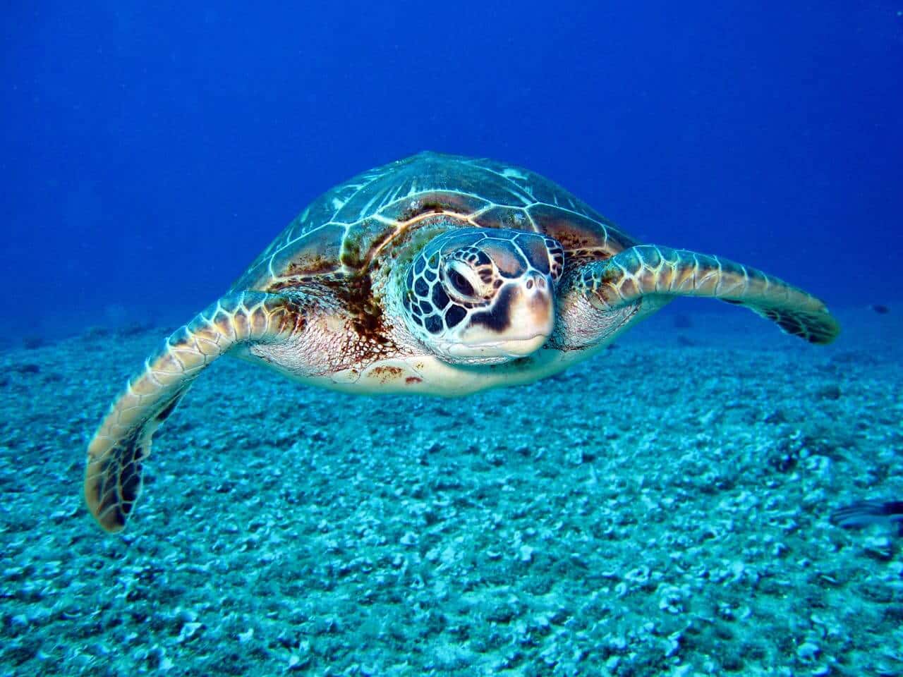 Una tartaruga che nuota nel mare. Fotografo Richard Segal.