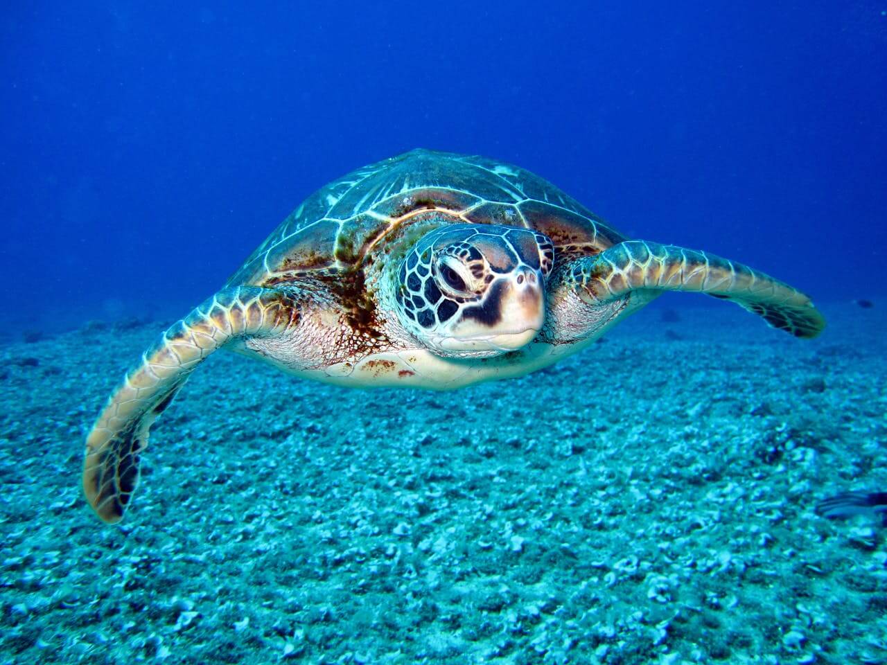 Una tartaruga che nuota nel mare. Fotografo Richard Segal.